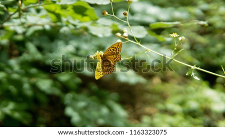 colorful butterfly in nature