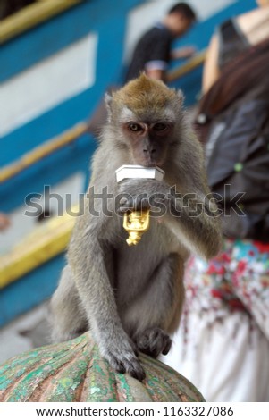 Monkey Close Up View