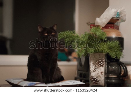 Black cat sits on the pillow at home near the branch of New year tree