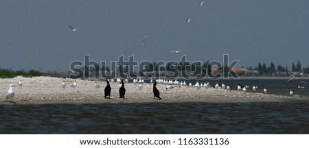 Birds in the Danube reserve