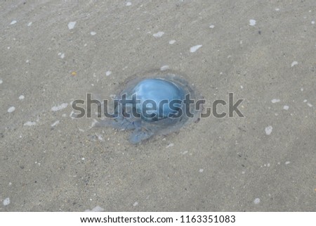 Washed up jelly fish on Criccieth beach