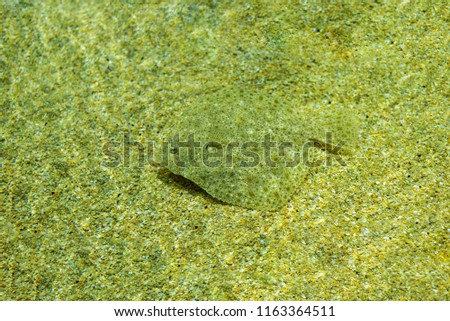 Sea plaice covering itself with sand as camouflage.