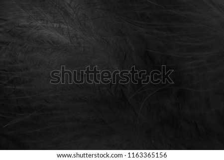 Black background of fluffy texture of down feathers, soft focus.  Chinese downy chicken feathers.