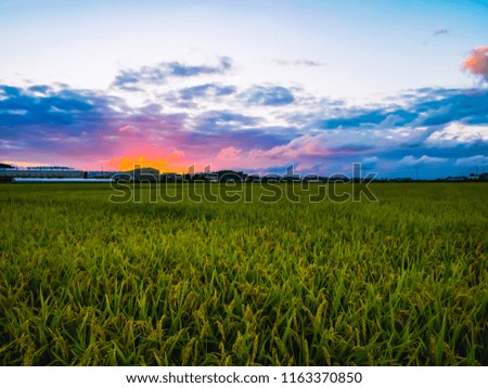 Natural Sunset at evening in rice field south korea. Bright Dramatic Sky And Dark Ground. Countryside Landscape Under Scenic Colorful Sky At Sunset. Sun Over Skyline, Horizon.