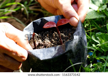 Selective focus picture hands of man holding red young plant, ecology concept