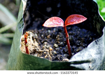Selective focus picture hands of man holding red young plant, ecology concept
