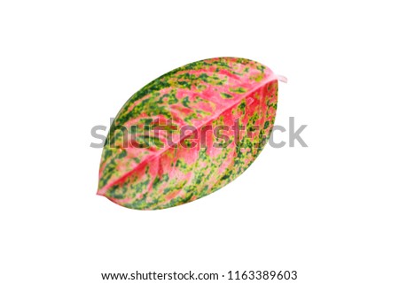 Colorful foliage with colorful white background.