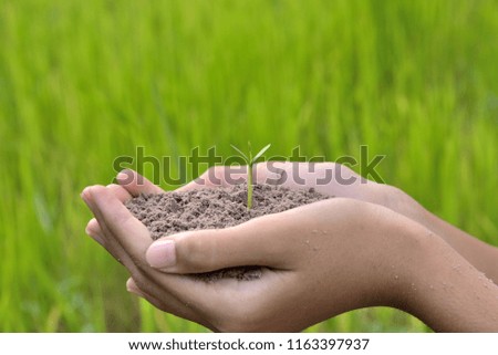 hand holding young plant in soil on green background