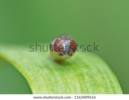 Macro close up of larvae in cocoon on leaf with big red eyes, picture taken in the UK