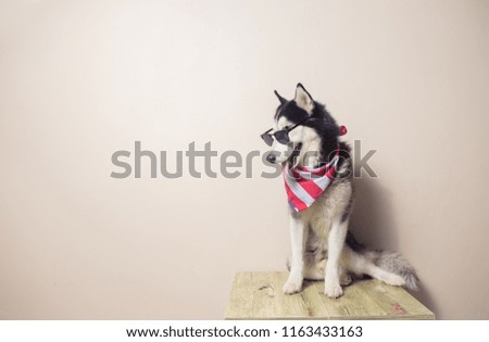 Husky Dog Cute