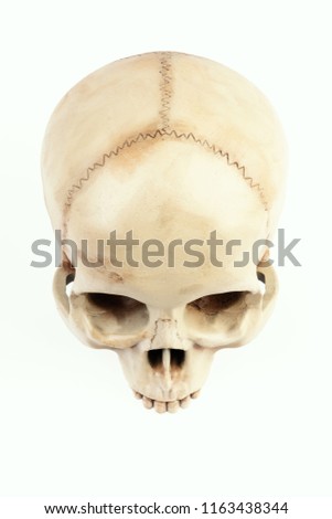 isolated artificial and painted human skull on a white background