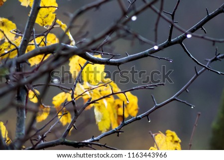 Wet branch of a tree with yellow autumn leaves. Rainy autumn day
