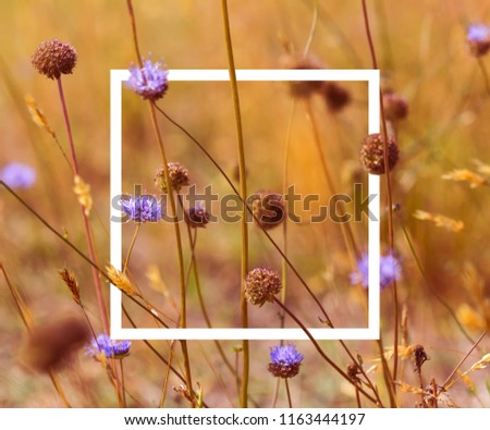 Vintage soft toned autumn field composition devils-bit scabious with white picture frame. Copy space. Nature background. Greeting card template.