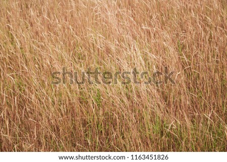A long leaf bushy green yellow grass - close up background