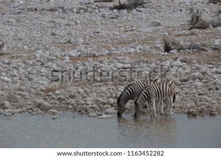 some zebra walking around and looking for water and food