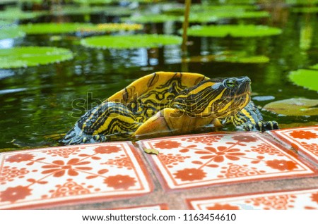 Turtle leaving a pond.