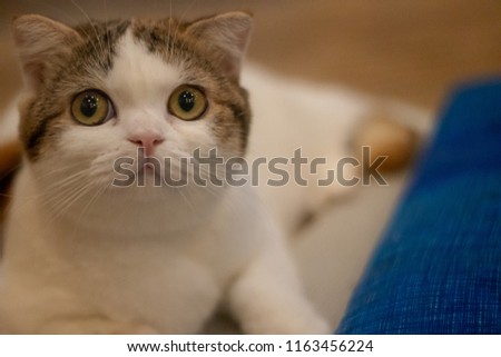 
Fat cat with beautiful eyes