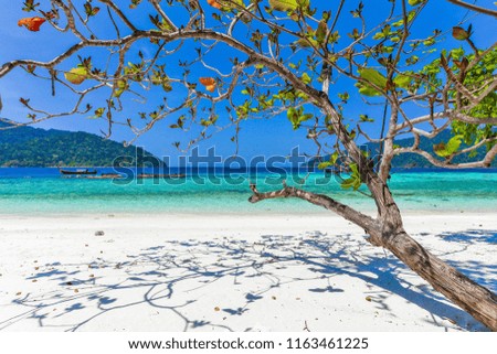 The green branches extend into the sea. Beautiful of sea and islands. Lipe island satun Thailand.