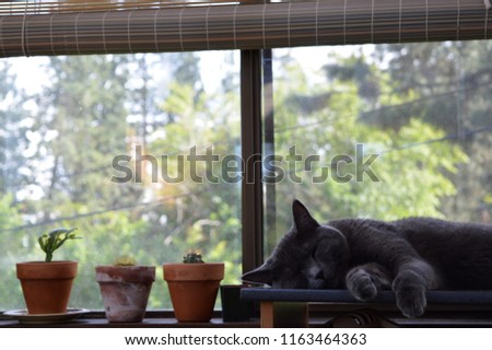 Grey cat napping on a desk with cactus and nature in the background