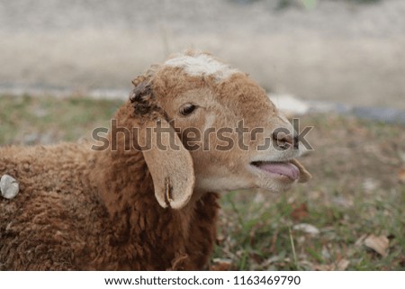 animal goat and sheep for Eid for muslim