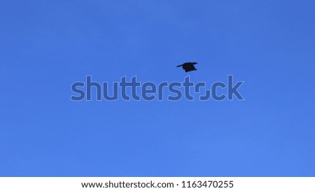 birds flying in the blue wide sky at noon. birds pictures for background.