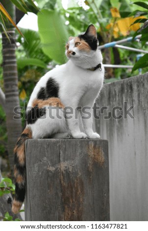 Colorful cute cat sitting on top of the wooden pole at outdoor. 