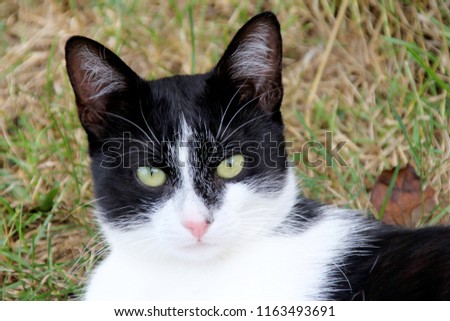 Black and white cat portrait, close up