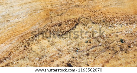 structure of cut wood closeup