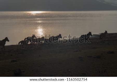 Wild horses at sunset, live in the meadow steppes, in the Suoivang lake, Lam Dong Province, Vietnam. Not yet thoroughbred, wild horses living on the plateau 1500m