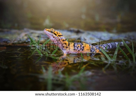 Leopard Gecko On the Water