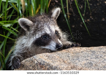 A juvenile raccoon peeking out from behind a large rock. This picture is outside in full sun with long dark grass behind the animal.