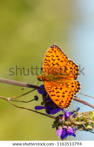 orange butterfly sitting on a flower spring Sunny day
