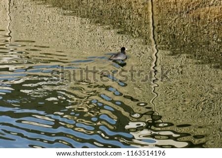 Reflections mit ducks