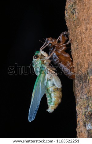 Macro image of a newly emerged cicada, Growth of emergence scene.
