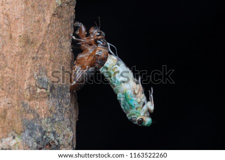 Macro image of a newly emerged cicada, Growth of emergence scene.