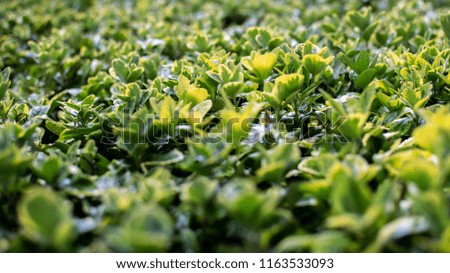Green leaf texture. Leaf texture background Royalty-Free Stock Photo #1163533093