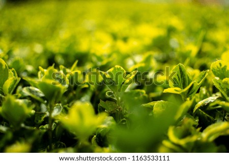 Green leaf texture. Leaf texture background Royalty-Free Stock Photo #1163533111