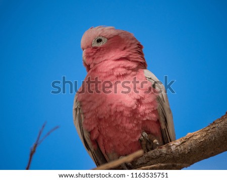 Galah rose-breasted cockatoo, galah cockatoo, pink and grey cockatoo, roseate cockatoo