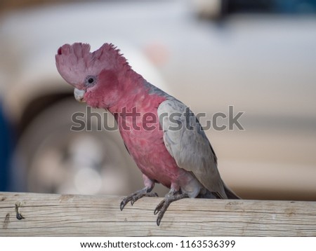 Galah rose-breasted cockatoo, galah cockatoo, pink and grey cockatoo or roseate cockatoo