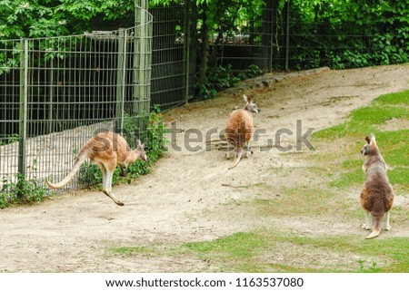 Kangaroo grazing on green grass in Zoo
