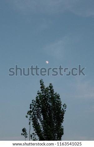 the Moon with tree in daytime  |  Seoul, Korea