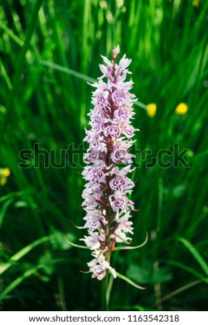 Dactylorhiza fuchsii. Heath Spotted Orchid with white petals with lilac unusual patterns. 