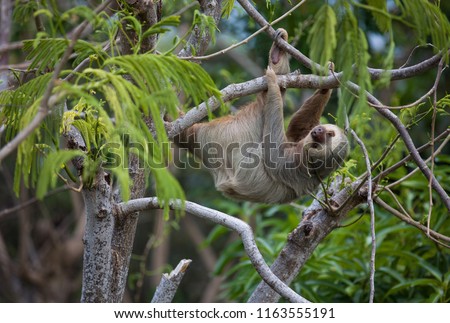 Two-Toed Sloth hanging out on a high branch in Costa Rica Royalty-Free Stock Photo #1163555191