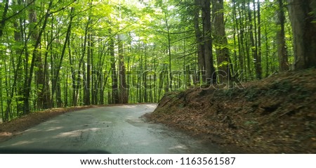 Nature asphalt forest road
