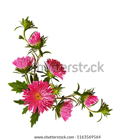 Aster flowers and buds in a corner arrangement isolated on white. Flat lay. Top view.