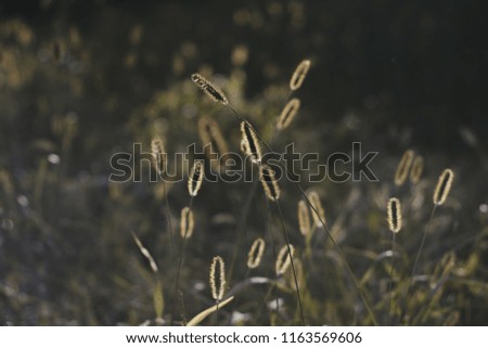 A picture of grass in the sunlight.
