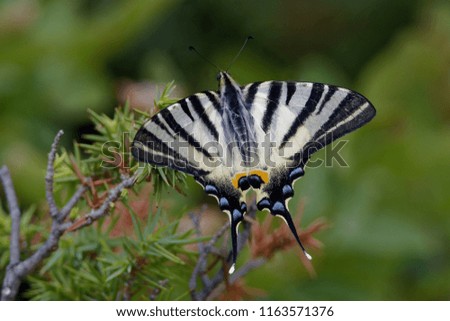 The scarce swallowtail (Iphiclides podalirius) is a butterfly belonging to the family Papilionidae. It is also called the sail or pear-tree. 
