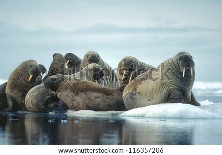 Group of walrus on ice floe in Canadian High Arctic