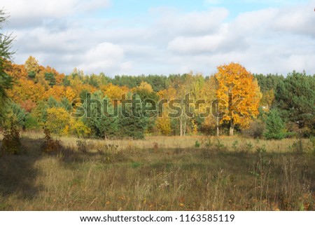 Beautiful horizontal image of sunny autumn view to the meadow with autumn grass in foreground, small and big spruces and trees with leaves colored in orange and blue sky with creamy clouds