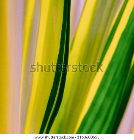 Tropical green background. Plant lover minimal concept